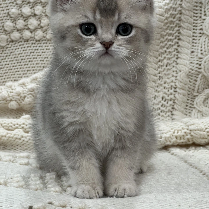 Baron Local - Pickup Today! | Kittens for sale.