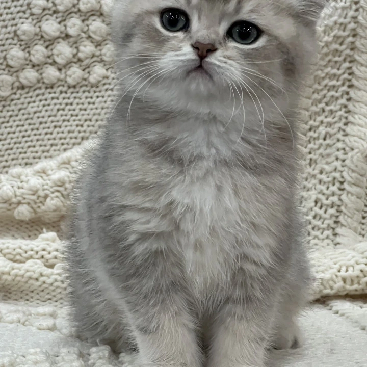 Baron Local - Pickup Today! | Kittens for sale.