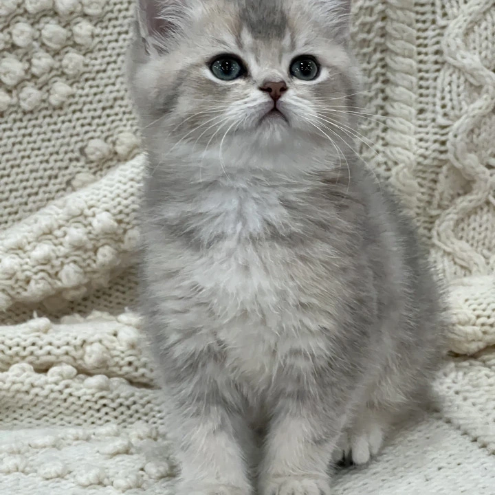 Baron Local - Pickup Today! | Kittens for sale. 