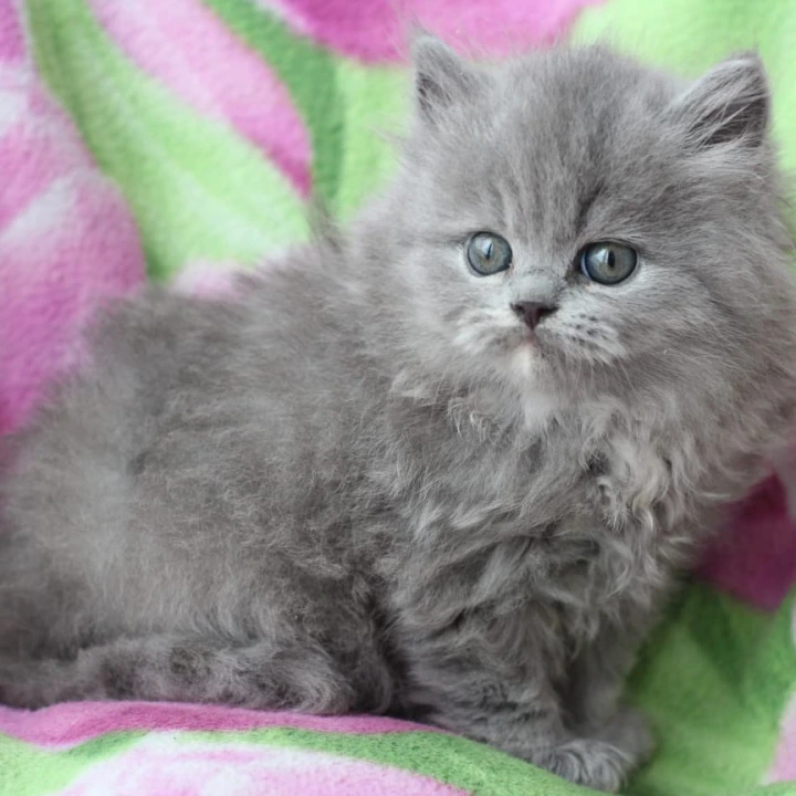 Maat Longhair British Kittens | Kittens for sale. 