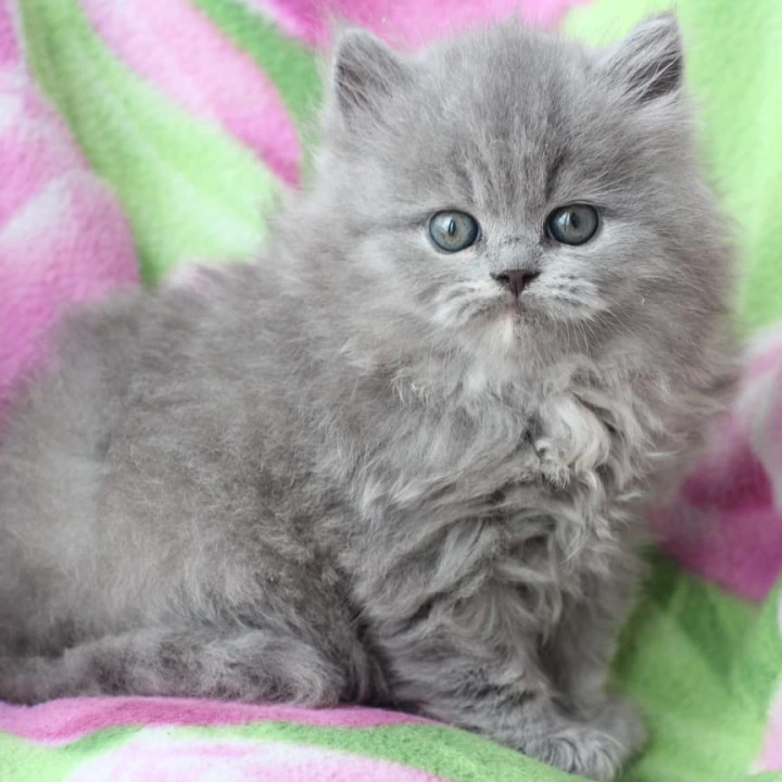 Maat Longhair British Kittens | Kittens for sale. 
