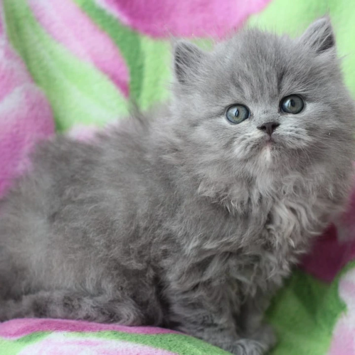 Maat Longhair British Kittens | Kittens for sale. 