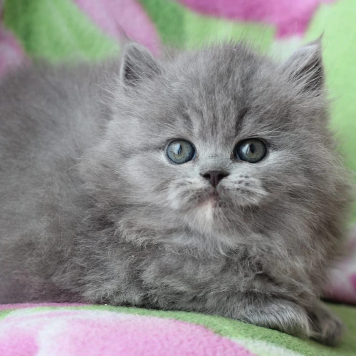 Maat Longhair British Kittens | Kittens for sale. 
