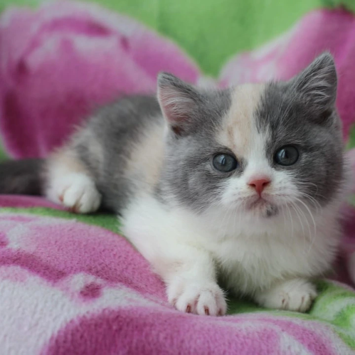 Minerva British Kittens | Large selection of kittens. 