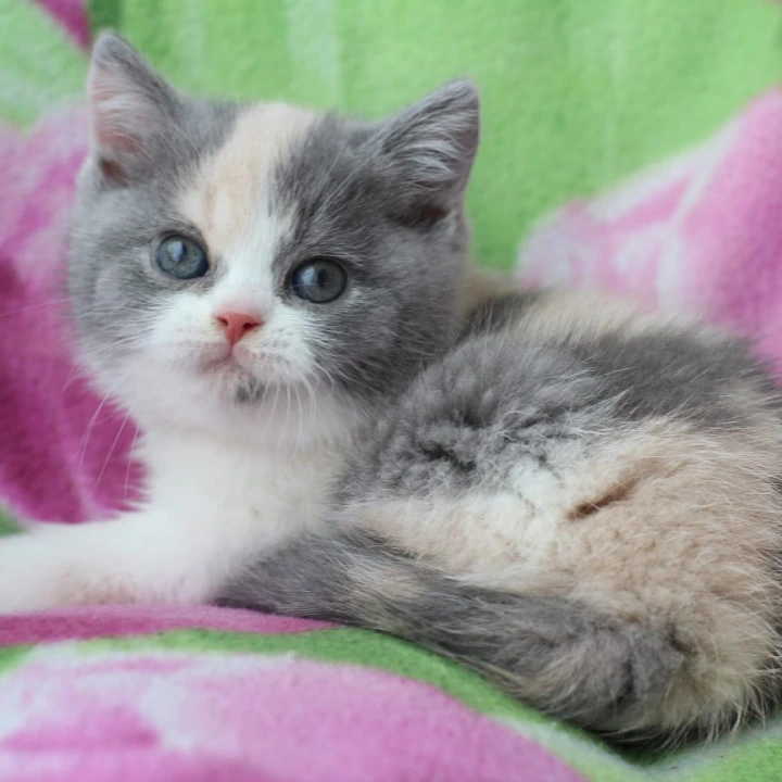 Minerva British Kittens | Large selection of kittens. 