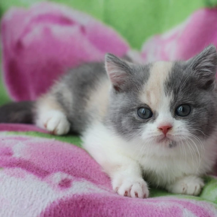 Minerva British Kittens | Large selection of kittens. 