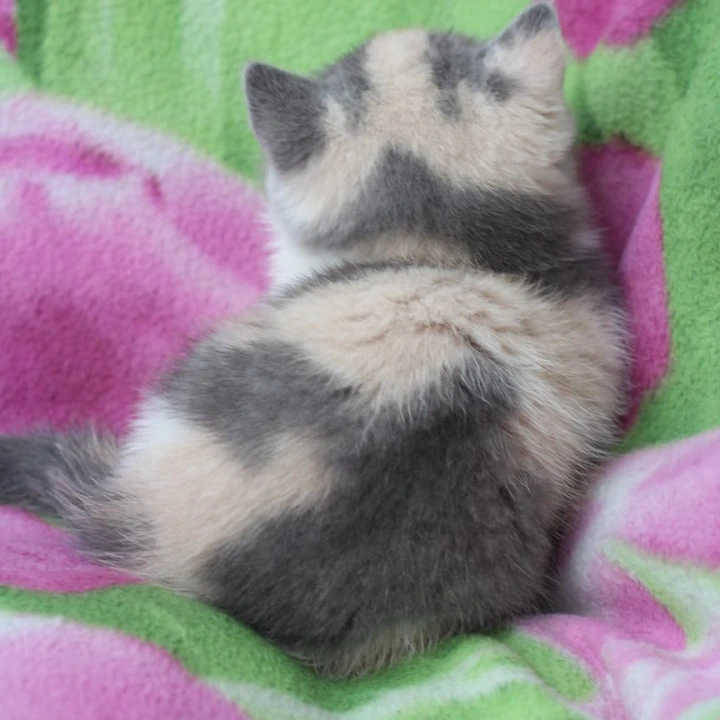 Minerva British Kittens | Large selection of kittens. 