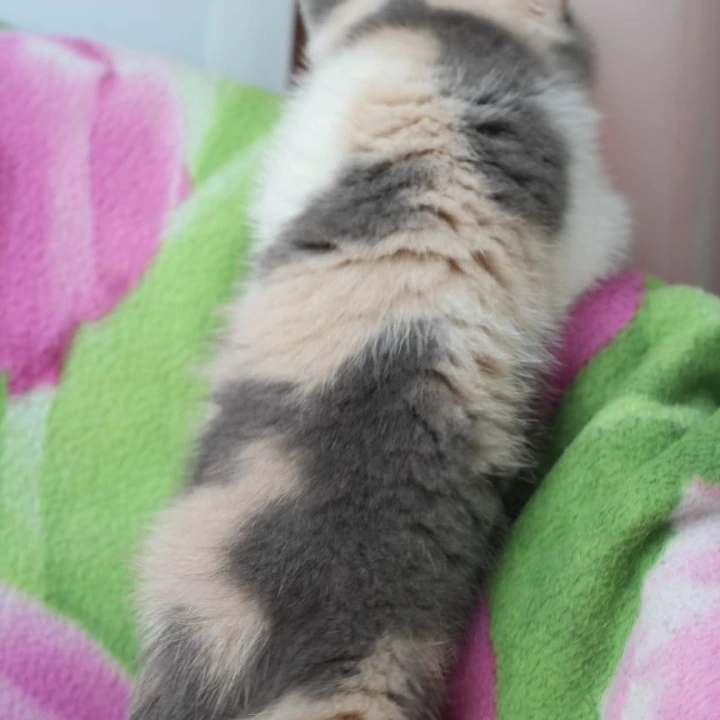 Minerva British Kittens | Large selection of kittens. 