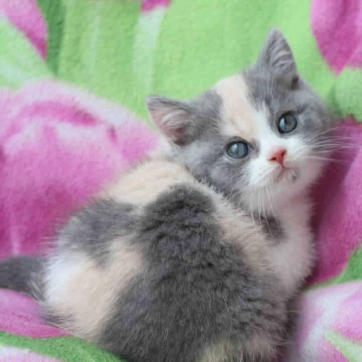 Minerva British Kittens | Large selection of kittens. 