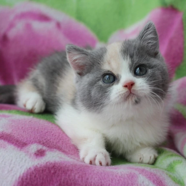 Minerva British Kittens | Large selection of kittens. 
