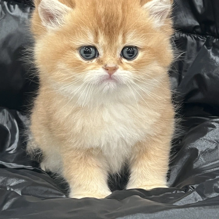 Gabbi British Kittens | Kitten for sale.