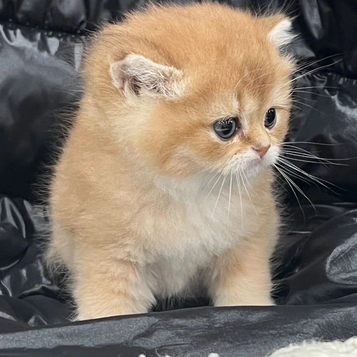 Gabbi British Kittens | Kitten for sale. 