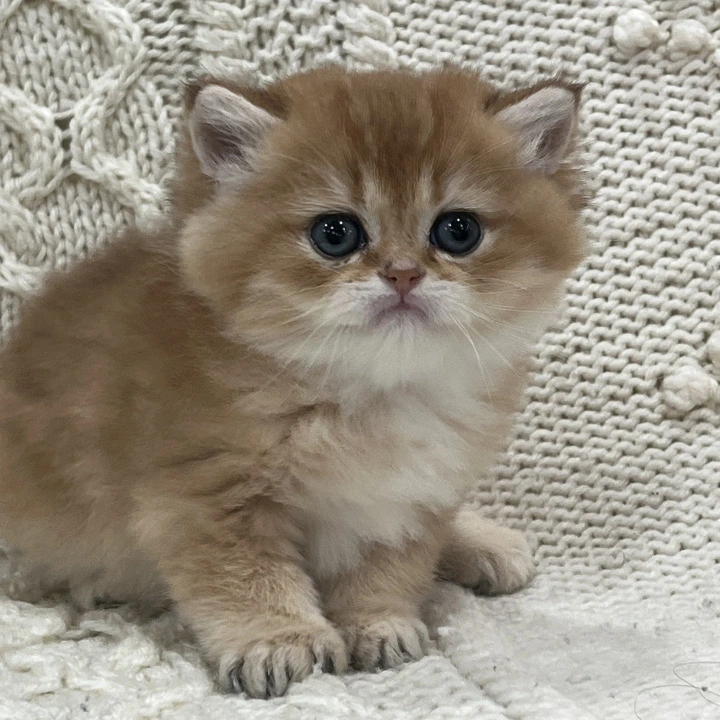 Saphira British Kittens | Kitten for sale. 