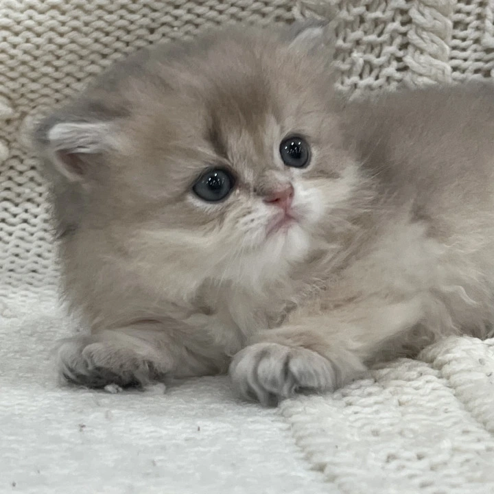 Pumba British Kittens | Buy a kitten. 