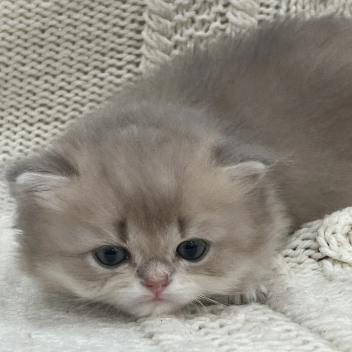 Pumba British Kittens | Buy a kitten. 