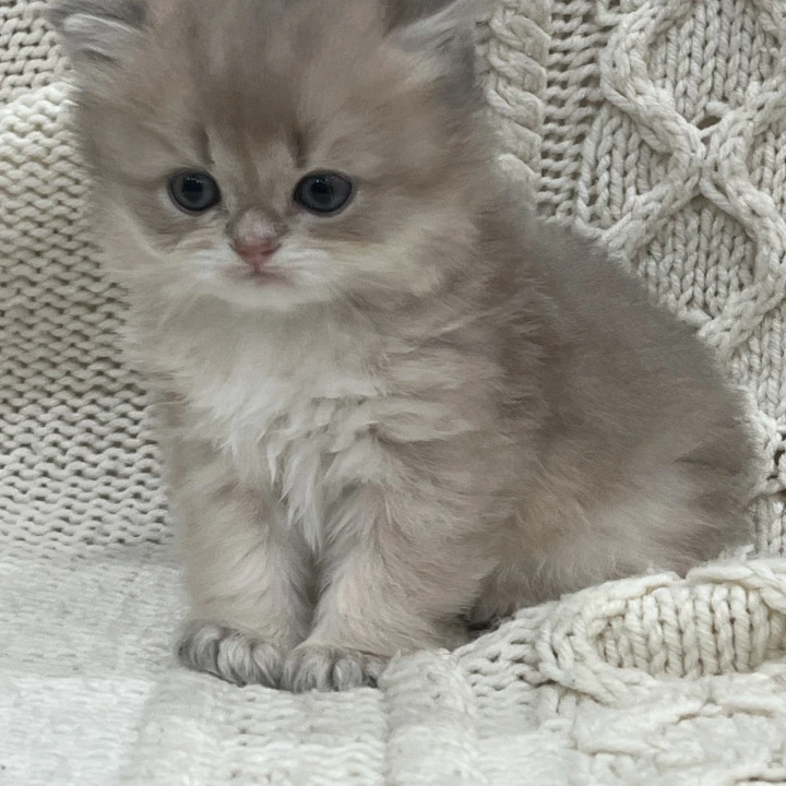 Pumba British Kittens | Buy a kitten. 