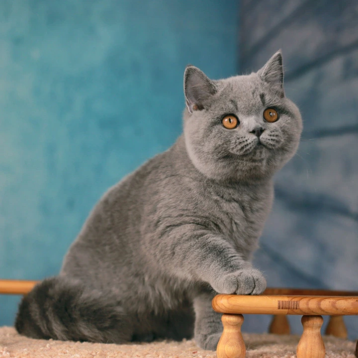 Yasha British Kittens | Buy a kitten. 