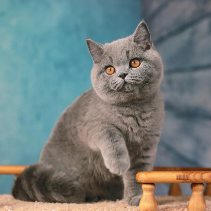 Yasha British Kittens | Buy a kitten. 