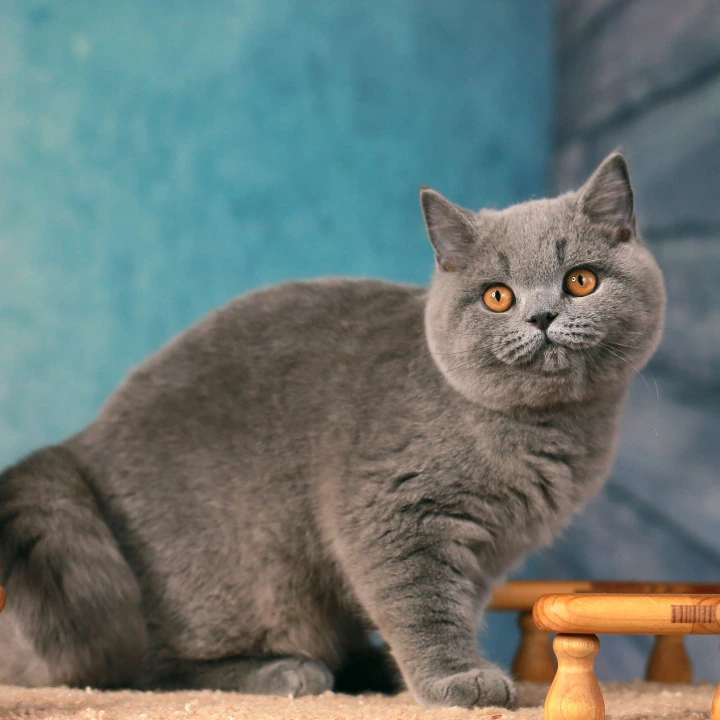 Yasha British Kittens | Buy a kitten. 