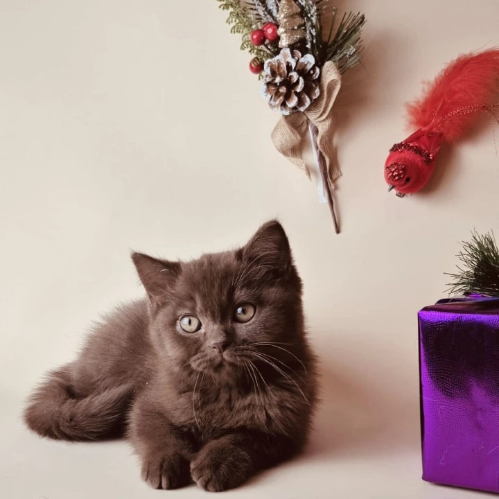 Karunt British Shorthair Kittens | Kittens for sale. 