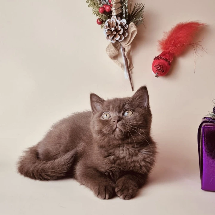 Karunt British Shorthair Kittens | Kittens for sale. 