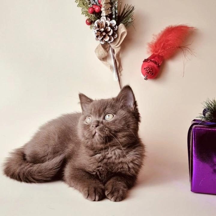 Karunt British Shorthair Kittens | Kittens for sale. 