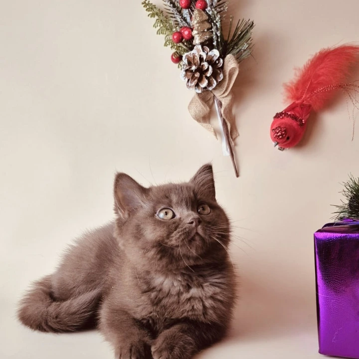 Karunt British Shorthair Kittens | Kittens for sale. 