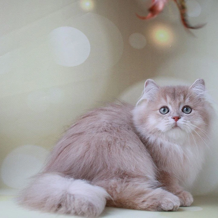 Xenon British Kittens | Kittens for sale.