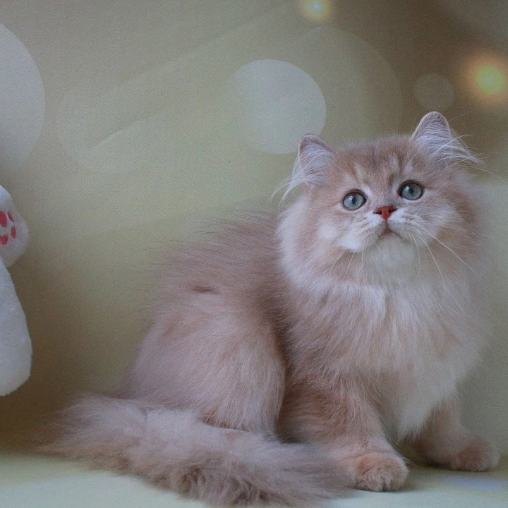 Xenon British Kittens | Kittens for sale. 