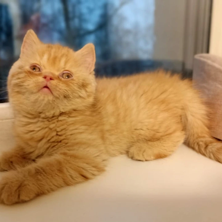 Dandy British Kittens | Kittens for sale. 