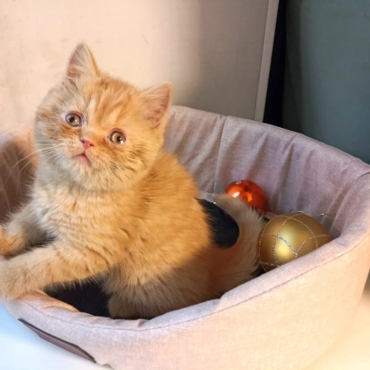 Dandy British Kittens | Kittens for sale. 