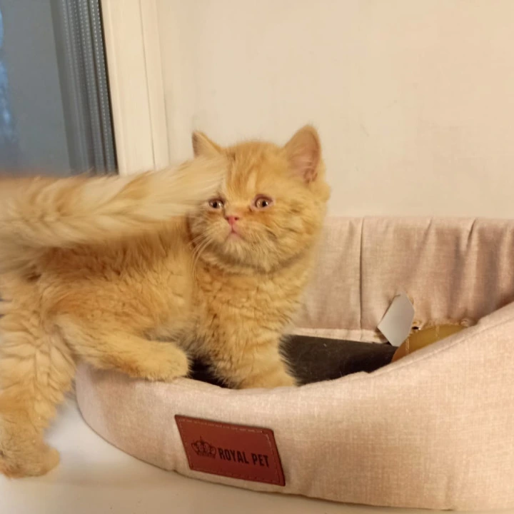 Dandy British Kittens | Kittens for sale. 