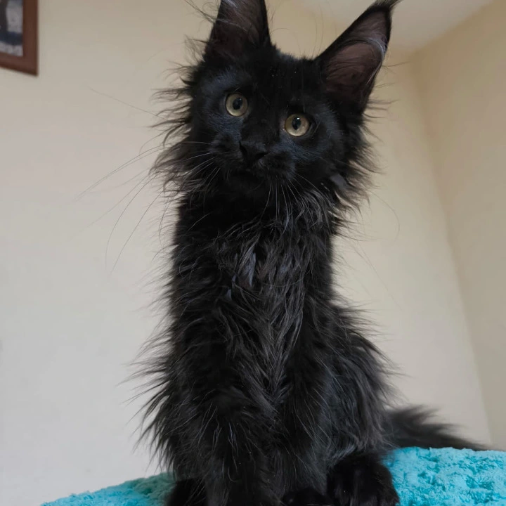 Kuzma Maine Coon Kittens | Kittens for sale. 