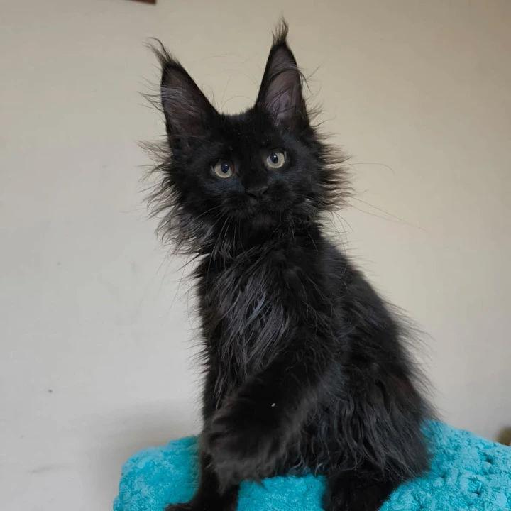 Kuzma Maine Coon Kittens | Kittens for sale. 