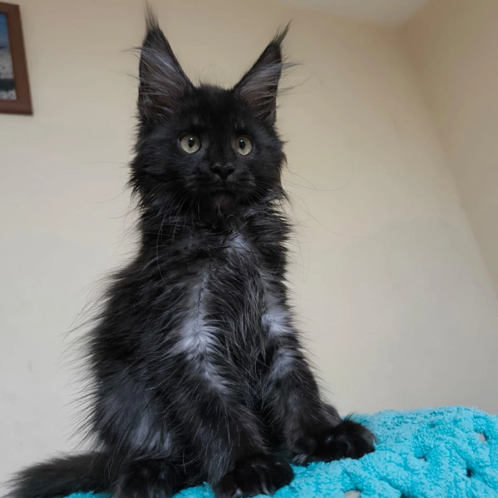 Kush Maine Coon Kittens | Kitten for sale. 