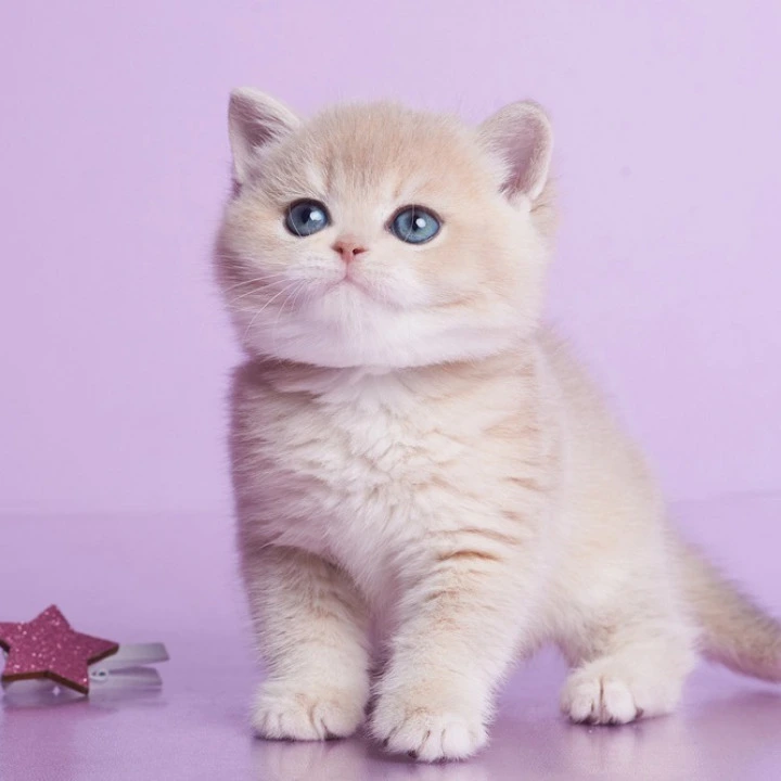Xanthi British Kittens | Large selection of kittens. 