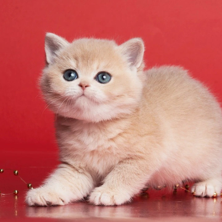 Xanthi British Kittens | Large selection of kittens.