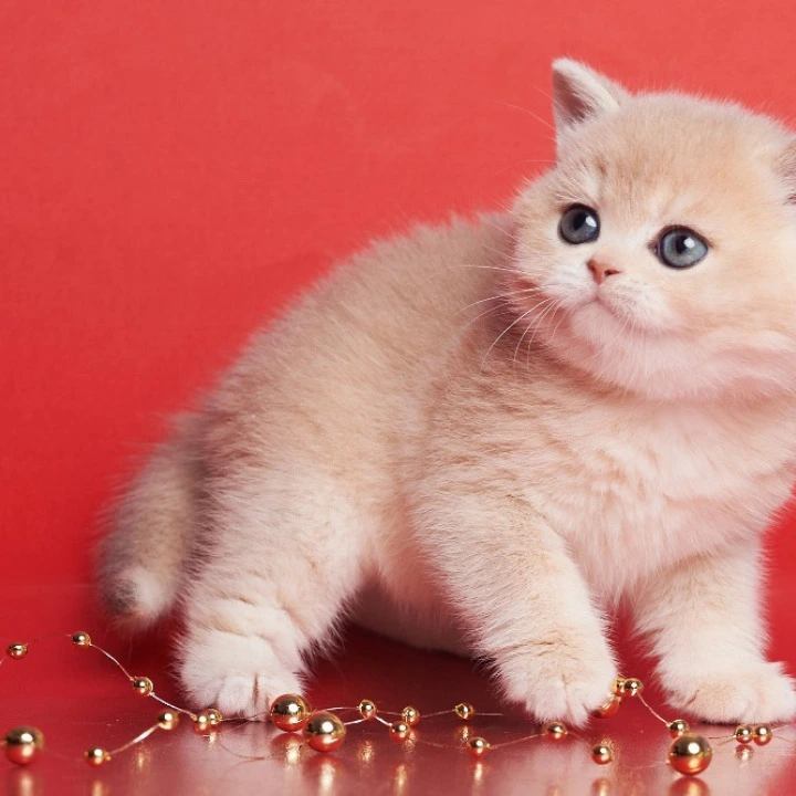 Xanthi British Kittens | Large selection of kittens.