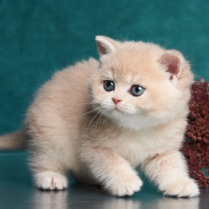 Xanthi British Kittens | Large selection of kittens.