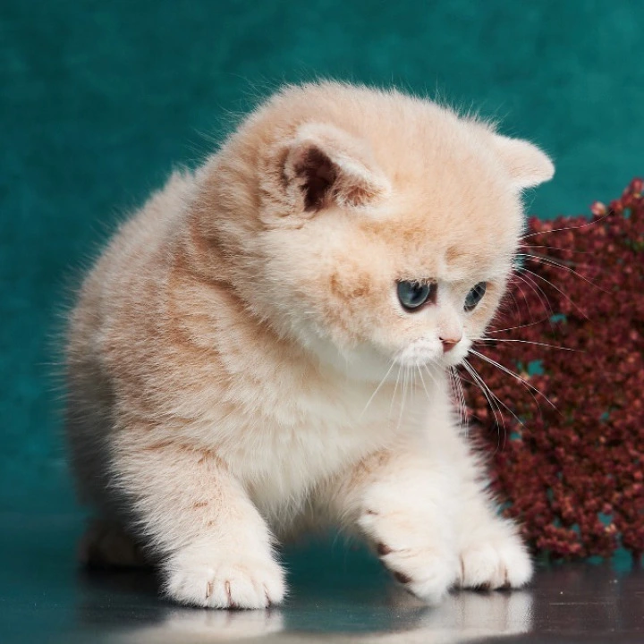 Xanthi British Kittens | Large selection of kittens.