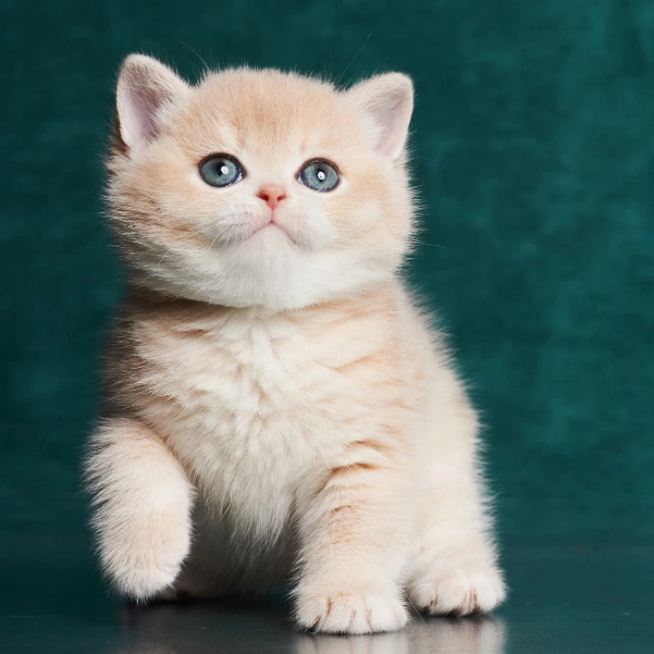 Xanthi British Kittens | Large selection of kittens. 