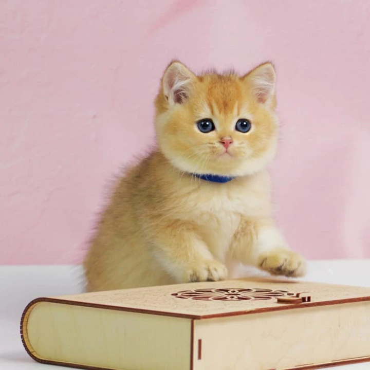 Uliss British Kittens | Large selection of kittens. 