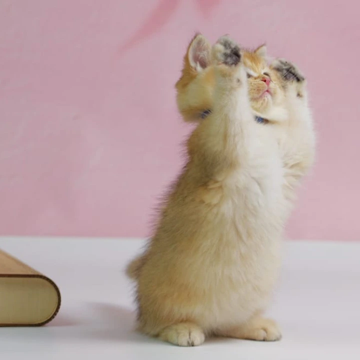 Uliss British Kittens | Large selection of kittens. 