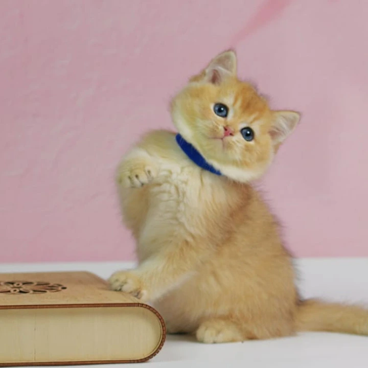 Uliss British Kittens | Large selection of kittens. 