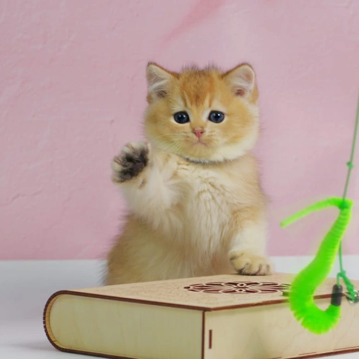 Uliss British Kittens | Large selection of kittens. 