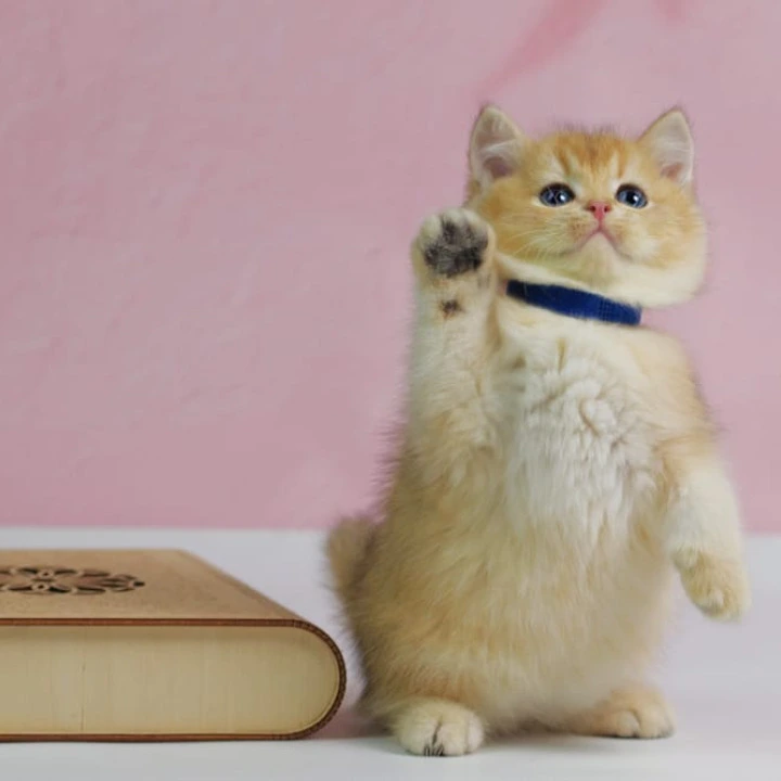 Uliss British Kittens | Large selection of kittens. 