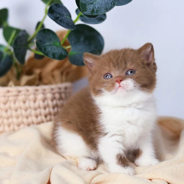 Cindy British Kittens | Buy a kitten. 