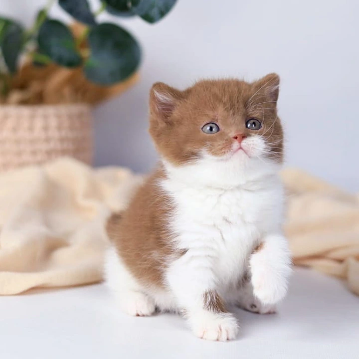Cindy British Kittens | Buy a kitten. 