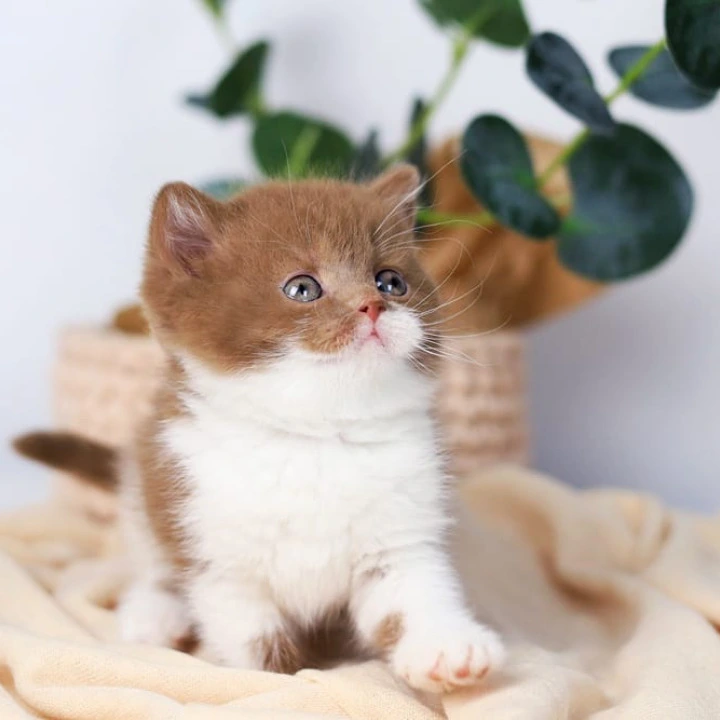 Cindy British Kittens | Buy a kitten. 