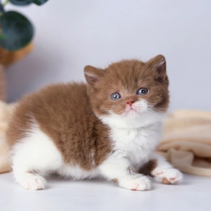 Cindy British Kittens | Buy a kitten. 